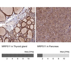 MRPS11 Antibody, Novus Biologicals 0.1mL; Unlabeled:Antibodies, Polyclonal
